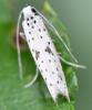 Yponomeuta plumbella